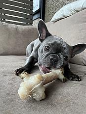 Donne Hippo Bouledogue Français femelle 6 ans - Seine-Maritime - Photo 4