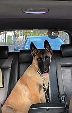 Donne Bobi berger malinois chiot 5 mois - Rhône