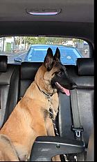 Donne Bobi berger malinois chiot 5 mois - Rhône - Photo 2