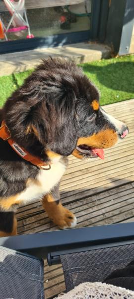 Donne bouvier bernois chiot 4 mois mâle - Nord