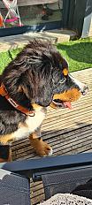 Donne bouvier bernois chiot 4 mois mâle - Nord