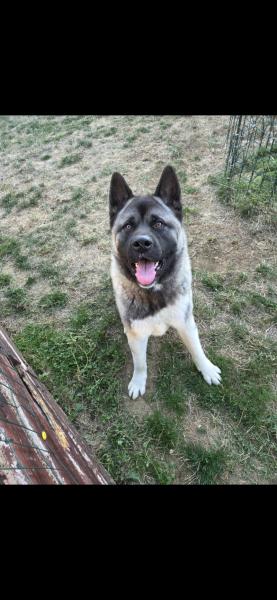 Donen Aïko akita américain 18 mois - Moselle