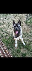Donen Aïko akita américain 18 mois - Moselle