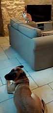 Donne  Berger Malinois mâle 7 ans - Gers - Photo 2