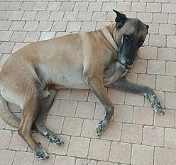 Donne  Berger Malinois mâle 7 ans - Gers - Photo 3