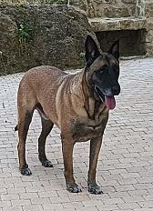 Donne  Berger Malinois mâle 7 ans - Gers