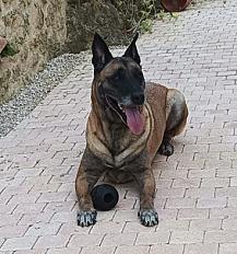 Donne  Berger Malinois mâle 7 ans - Gers - Photo 4