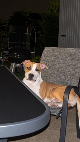 Donne Scott amstaff chiot 6 mois LOF - Nord