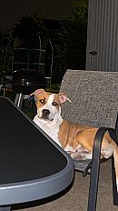 Donne Scott amstaff chiot 6 mois LOF - Nord