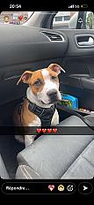 Donne Scott amstaff chiot 6 mois LOF - Nord - Photo 2