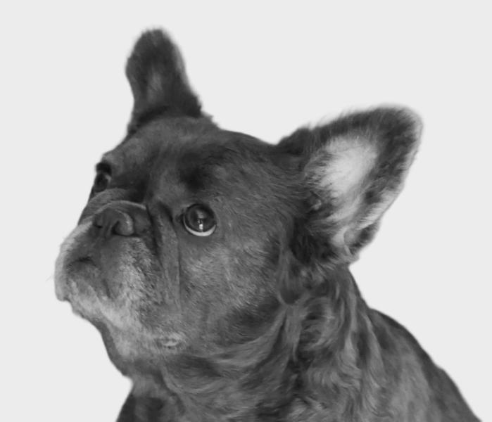 Donne bouledogue français fluffy femelle 4 ans - Lot