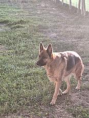 Donne Berger Allemand Pure Race femelle 7 ans - Indre et Loire