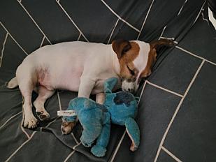 Donne Sam jack russell terrier mâle 10 ans - Rhône - Photo 2