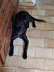 Donne Byron labrador croisé chiot 5 mois - Charente
