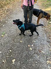 Donne Byron labrador croisé chiot 5 mois - Charente - Photo 2