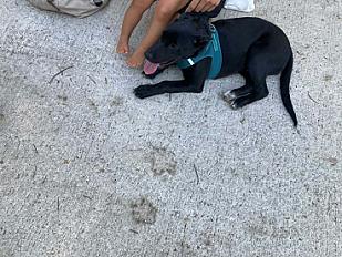 Donne Byron labrador croisé chiot 5 mois - Charente - Photo 3