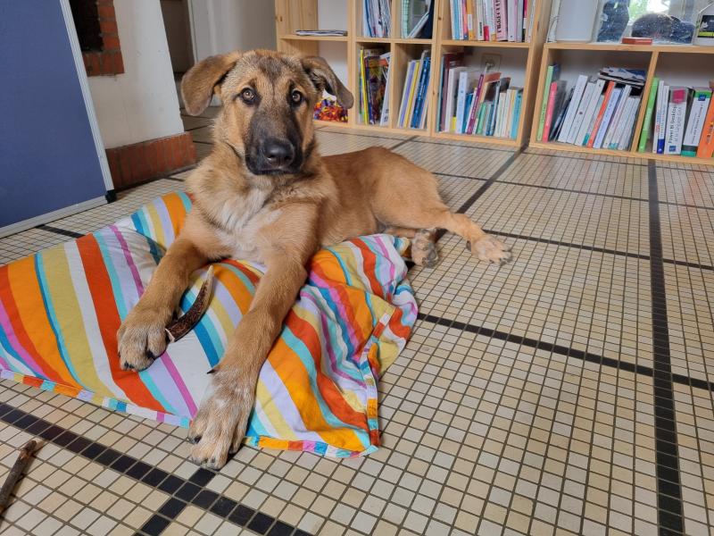 Donne Gaïa malinois X montagne des Pyrénées chiot 5 mois - Seine et Marne