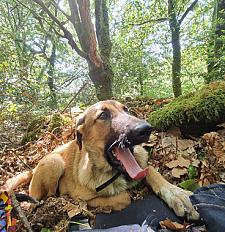 Donne Gaïa malinois X montagne des Pyrénées chiot 5 mois - Seine et Marne - Photo 2