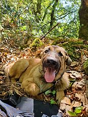 Donne Gaïa malinois X montagne des Pyrénées chiot 5 mois - Seine et Marne - Photo 3