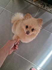 Donne spitz nain femelle 2 ans et demi - Charente