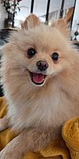 Donne spitz nain femelle 2 ans et demi - Charente - Photo 2