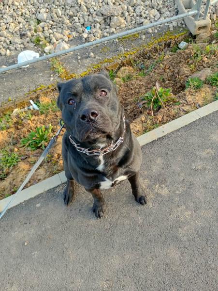 Donne cane corso X staffie mâle 3 ans - Moselle