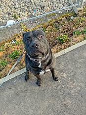 Donne cane corso X staffie mâle 3 ans - Moselle