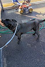 Donne cane corso X staffie mâle 3 ans - Moselle - Photo 2