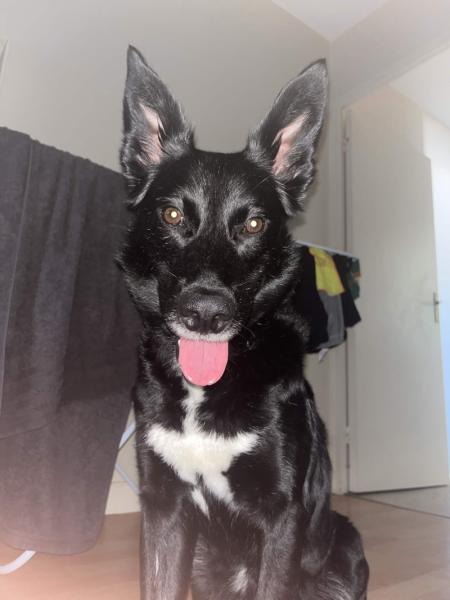 Donne jeune malinois croisé border collie