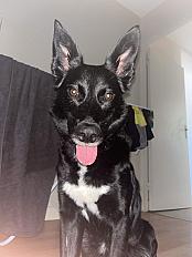 Donne jeune malinois croisé border collie