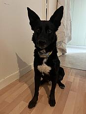 Donne jeune malinois croisé border collie - Photo 2