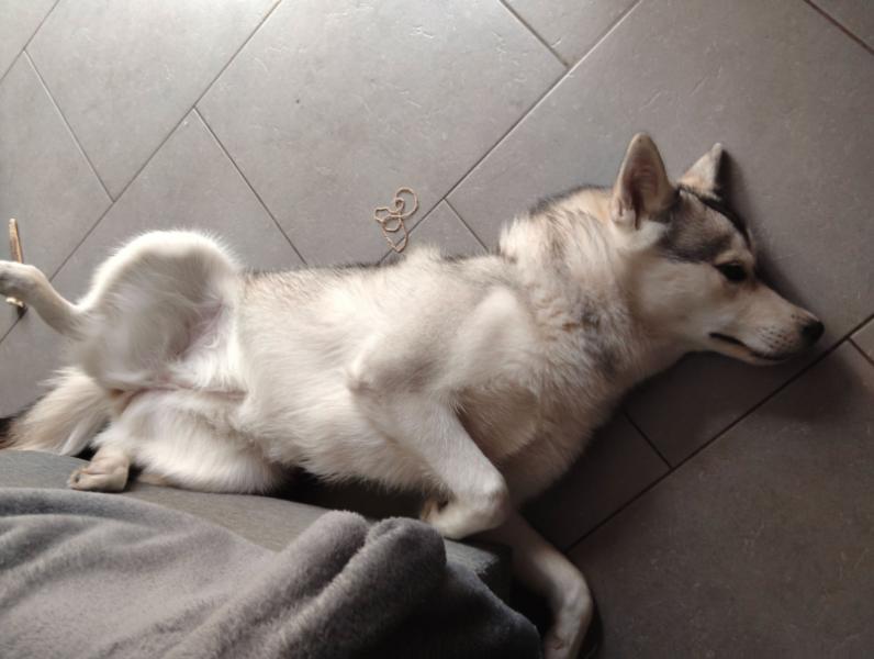 Donne chiot husky sibérien de 8 mois