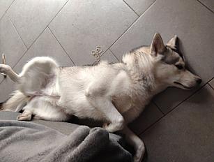 Donne chiot husky sibérien de 8 mois