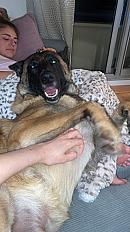 Donne malinois mâle 4 ans - Hauts de Seine - Photo 2