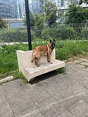 Donne malinois mâle 4 ans - Hauts de Seine - Photo 3