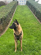 Donne malinois mâle 4 ans - Hauts de Seine