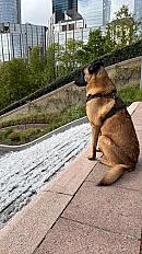 Donne malinois mâle 4 ans - Hauts de Seine - Photo 4