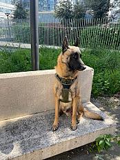 Donne malinois mâle 4 ans - Hauts de Seine - Photo 5