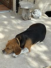 Donne Hapi beagle mâle 7 ans - Indre