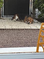 Donne Hapi beagle mâle 7 ans - Indre - Photo 2