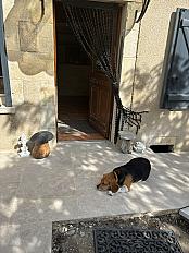 Donne Hapi beagle mâle 7 ans - Indre - Photo 3