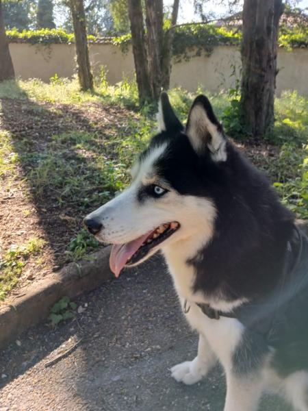 Husky 13 ans à adopter - Rhône
