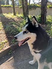 Husky 13 ans à adopter - Rhône