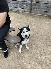 Husky 13 ans à adopter - Rhône - Photo 2