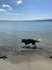 Husky 13 ans à adopter - Rhône - Photo 3