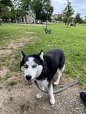 Husky 13 ans à adopter - Rhône - Photo 4