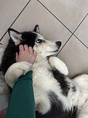 Husky 13 ans à adopter - Rhône - Photo 5