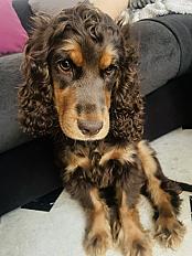 Donne chiot cocker anglais femelle 5 mois - Nord - Photo 2