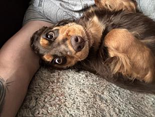 Donne chiot cocker anglais femelle 5 mois - Nord - Photo 3