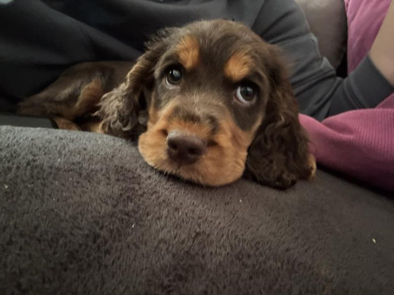 Donne chiot cocker anglais femelle 5 mois - Nord